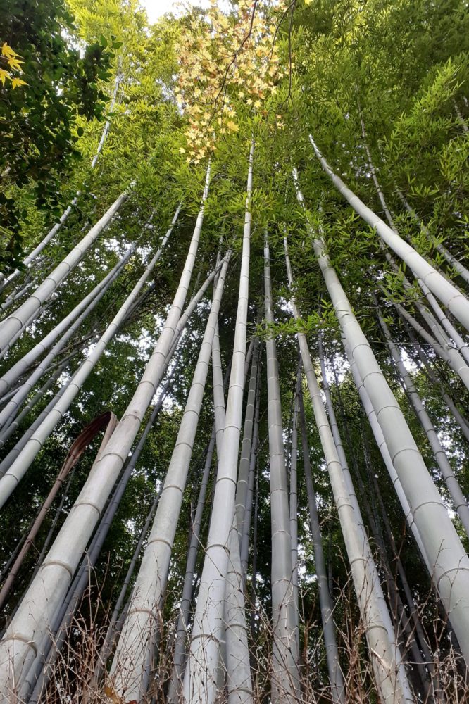 Bamboo at Gioji temple, Arashiyama