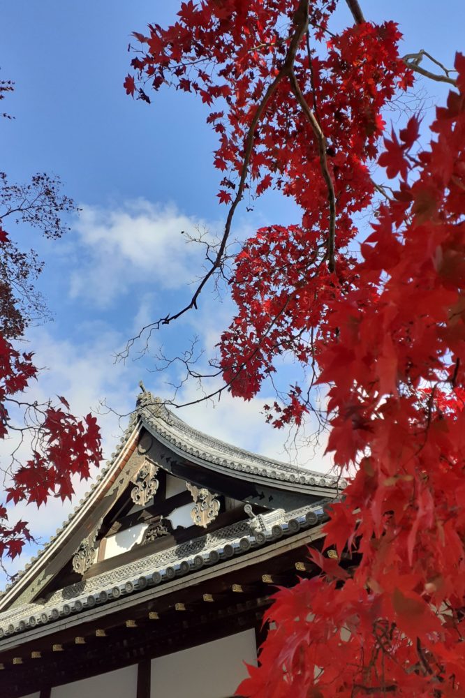 Maples at Ninnaji, Omuro