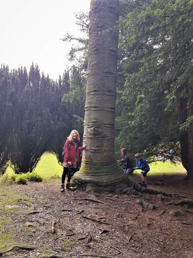 Monkey puzzle tree at Aira Force