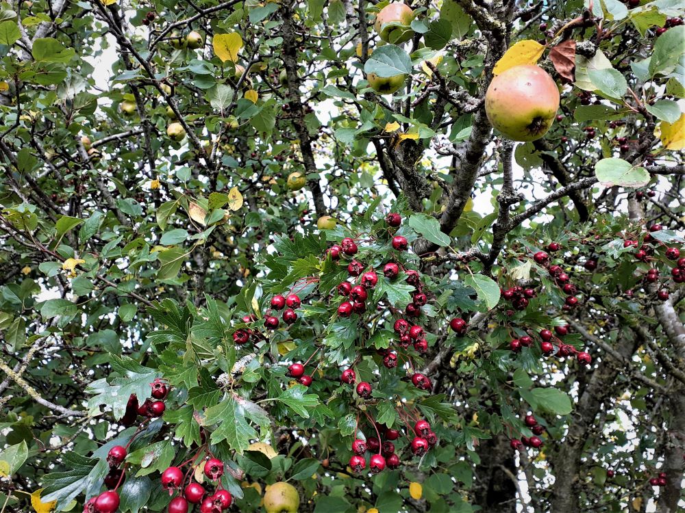 Berries and apples for the plucking in a hedgerow harvest