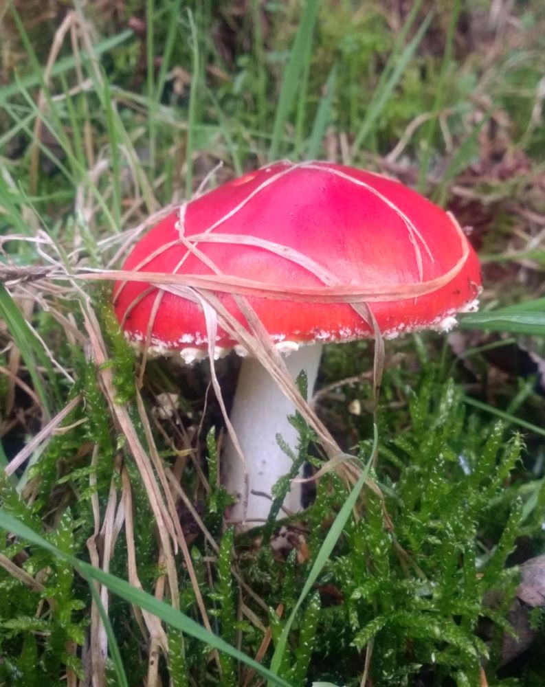 Vivid red mushroom or toadstool on the Ullswater Way, Lake District