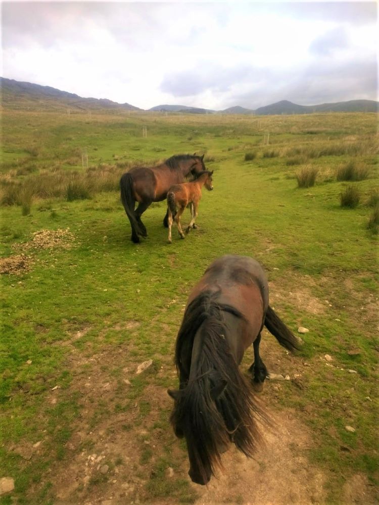 Fell ponies on Wansfell