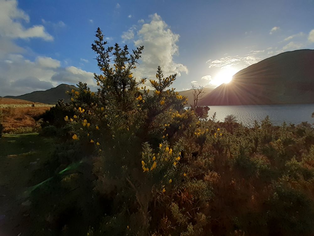 Gorse in flower in February at Crummock Water