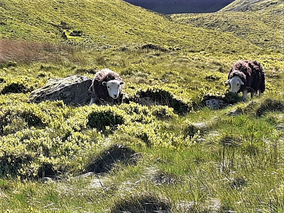 Herdwick sheep in Coledale