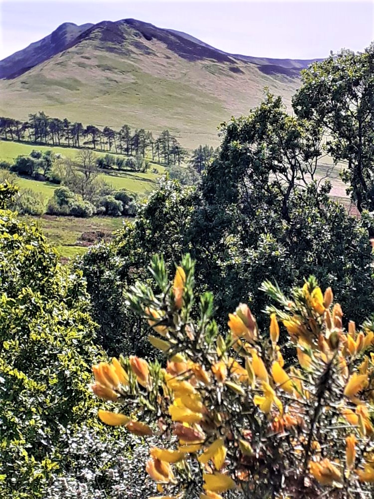 Gorse and a glimpse of Causey Pike