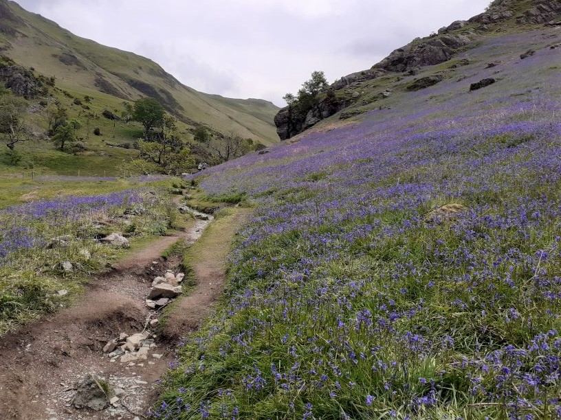 Bluebells in the Rannerdale Valley
