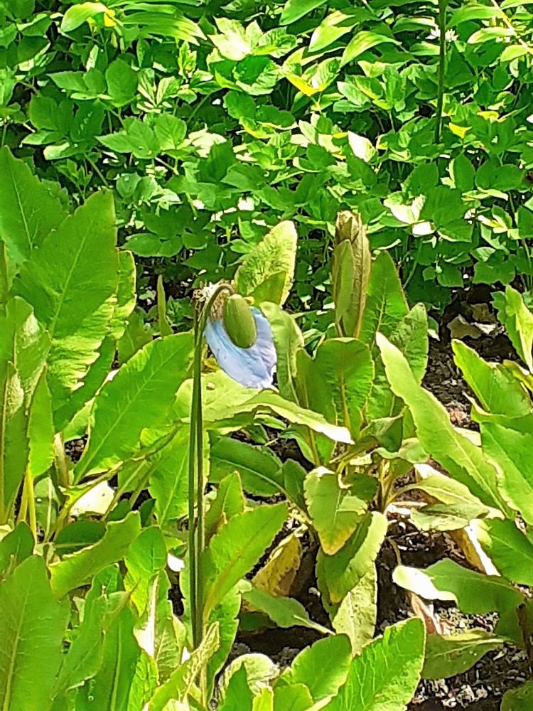 Lone Himalayan blue poppy petal