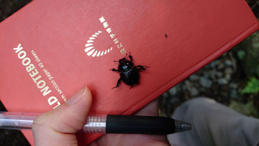 Beetle on a field note book
